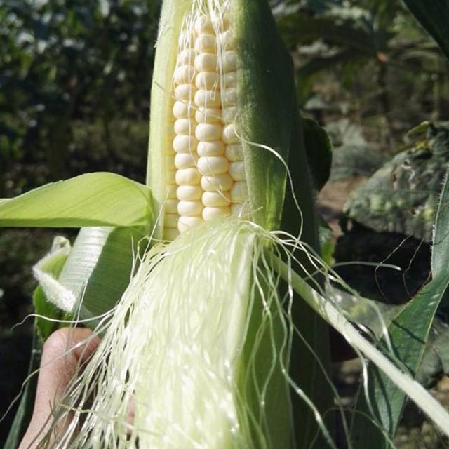 BJL平台-汉堡忽视格林将付双倍代价 黑马欲续租拜仁新星(图1) BJL平台