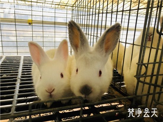 BJL平台集团：太空策略游戏《无尽空间2》 正式加入简体中文