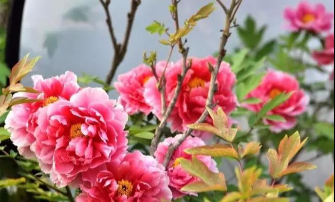 1日德甲推荐：莱比锡红牛vs勒沃库森-BJL平台集团